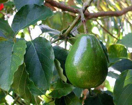 Menguak rahasia dibalik daun alpukat dan cara pengolahannya untuk obat herbal