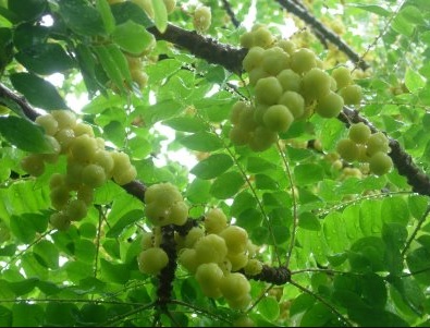 Mengenal manfaat dan kandungan vitamin yang terdapat pada daun cermai